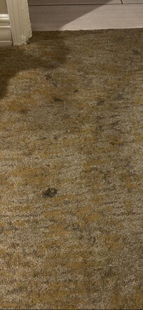 Most of the carpet looked like this.