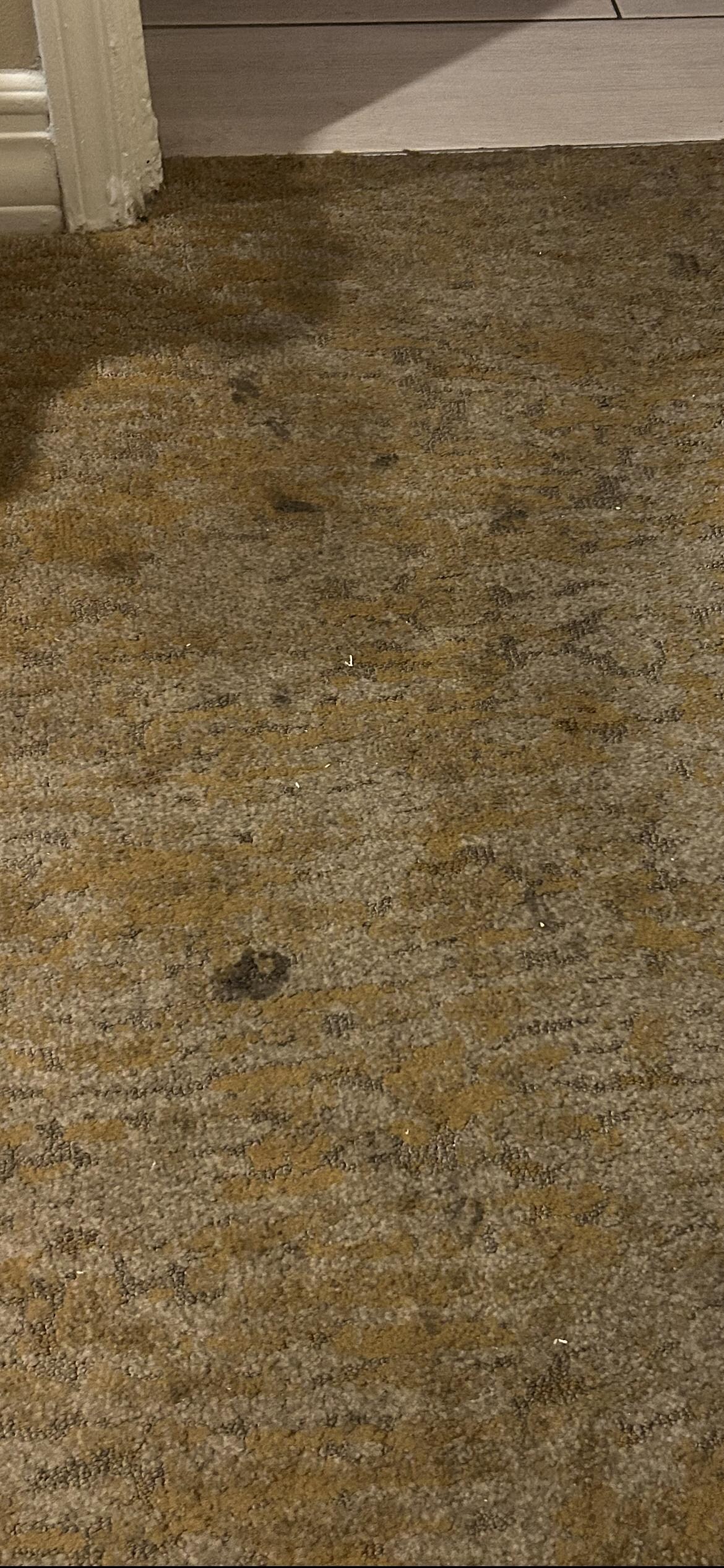 Most of the carpet looked like this. 