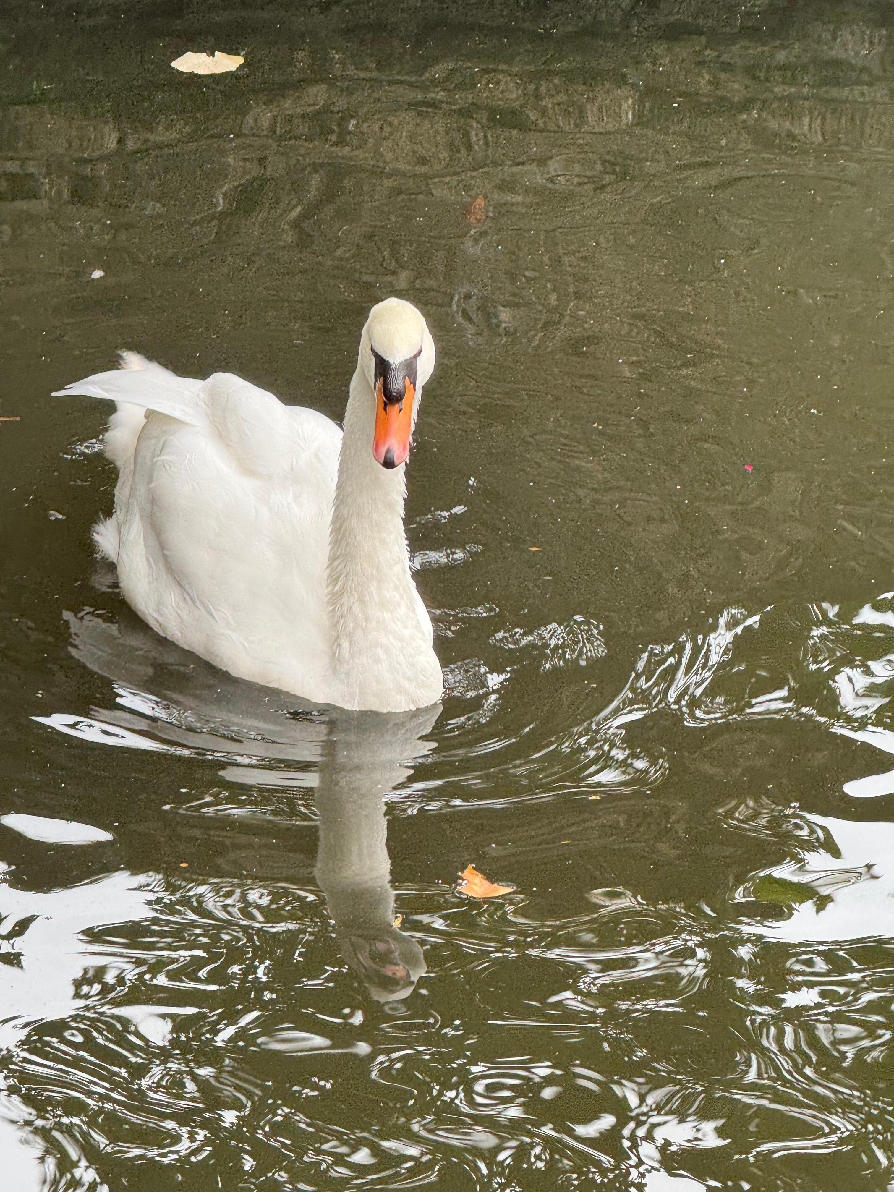 A swan in the canal at Bruges. 