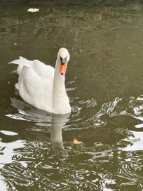 A swan in the canal at Bruges.