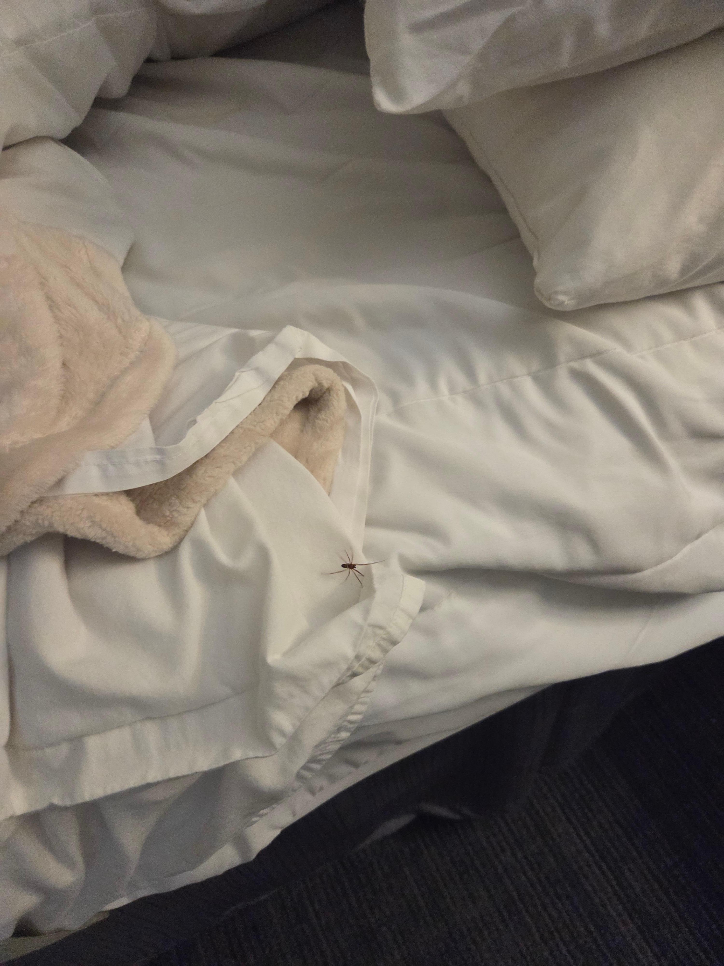 Creepy spider inside bed sheet....