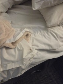 Creepy spider inside bed sheet....