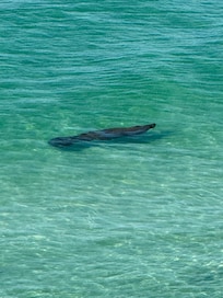 Spotted a manatee from our balcony!