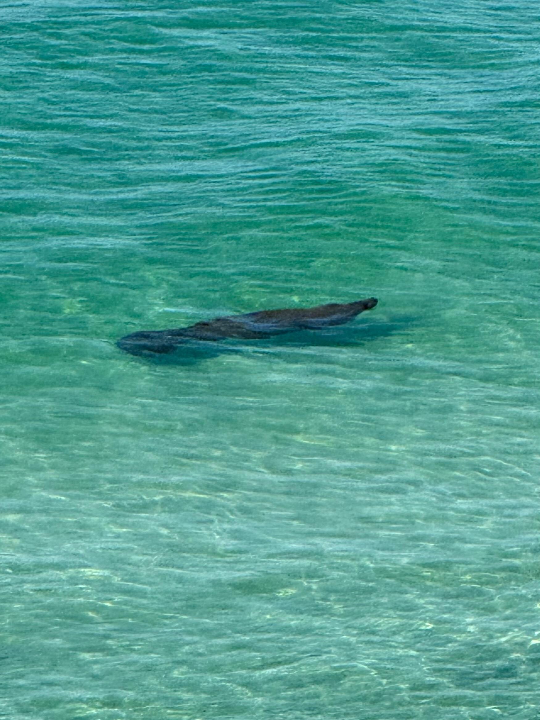 Spotted a manatee from our balcony!
