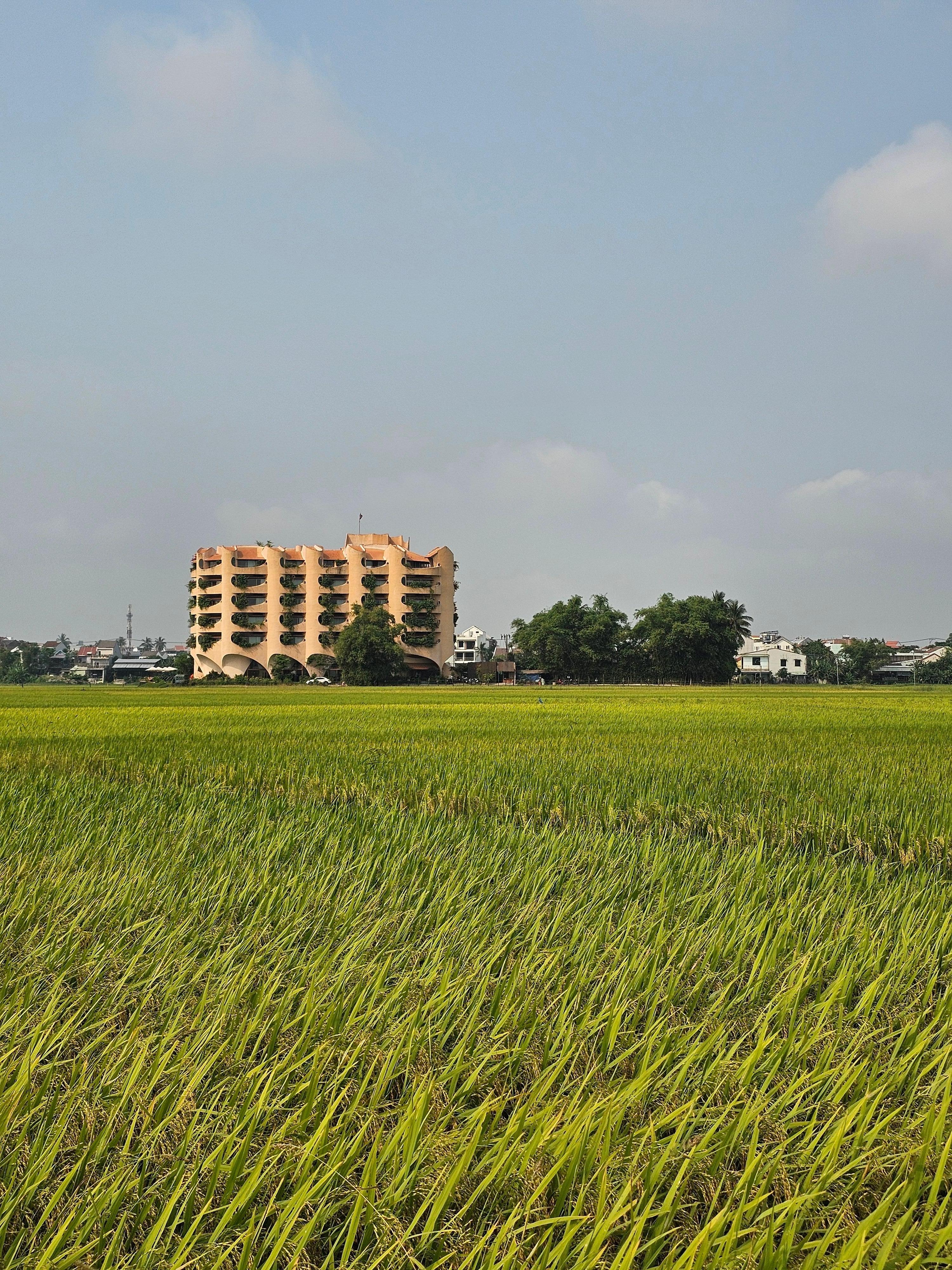 View overseeing rice paddy fields