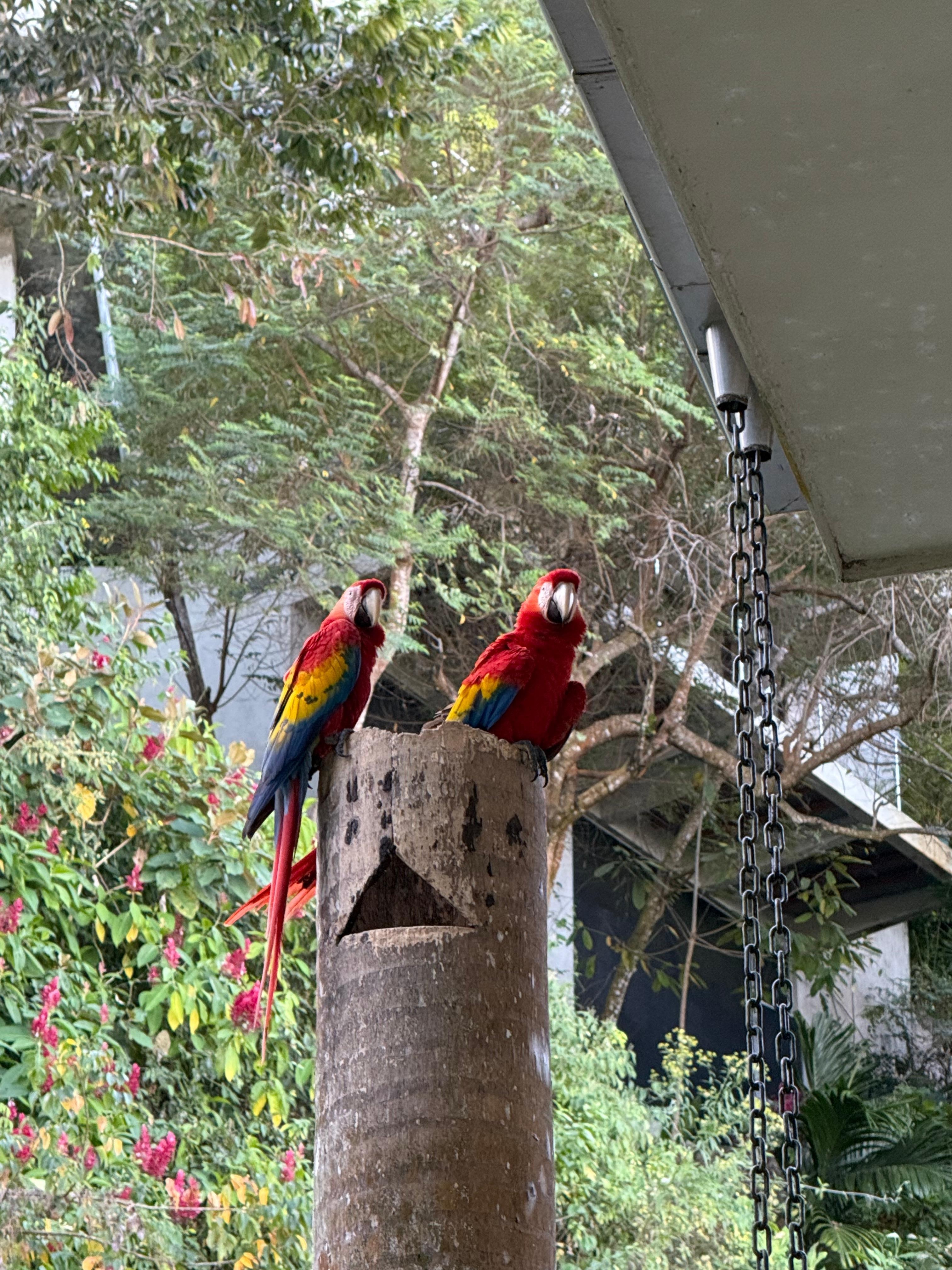 Scarlet Macaws nesting next to the house