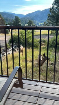 A family of deer showed up one day.