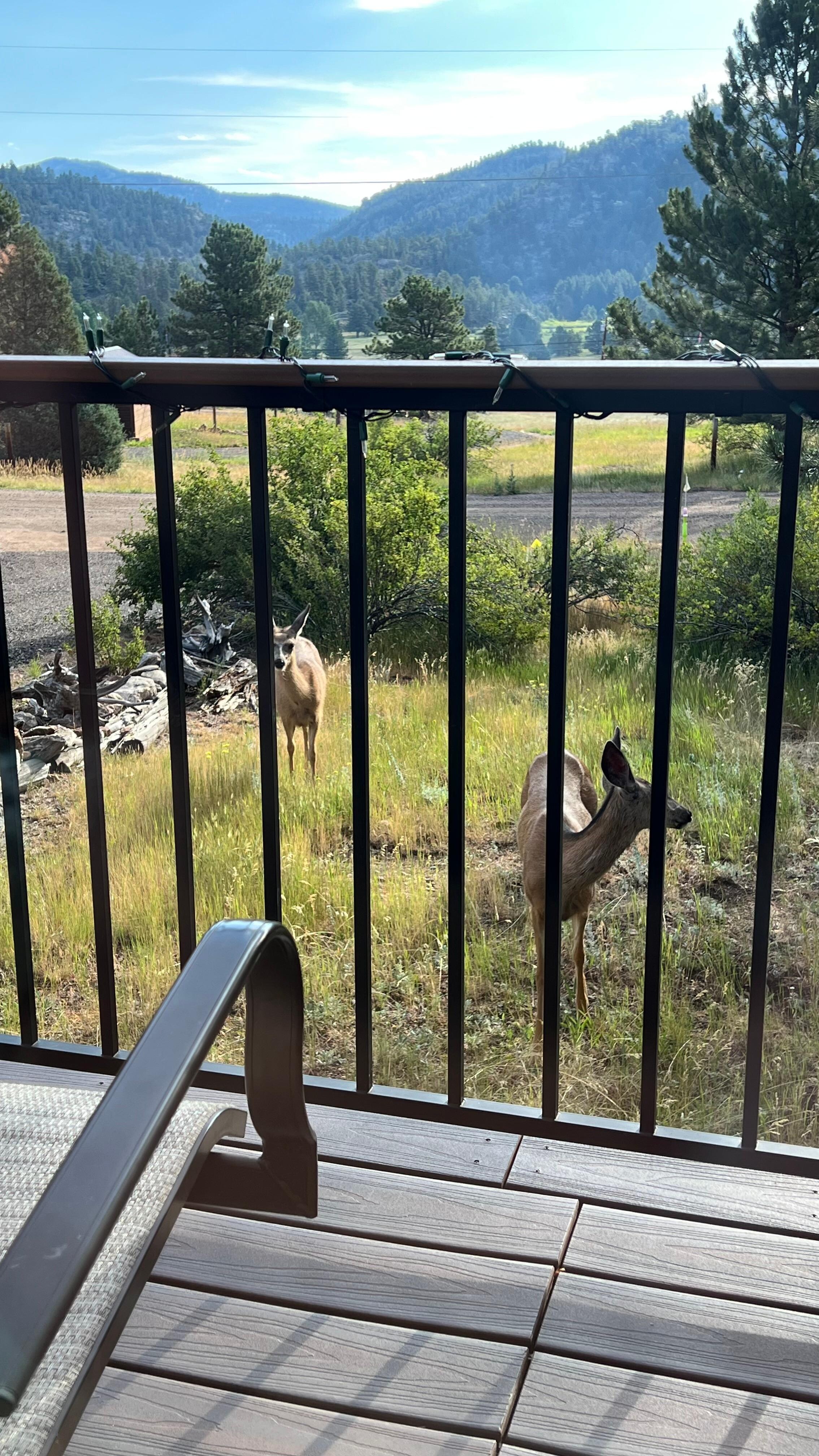 A family of deer showed up one day.  