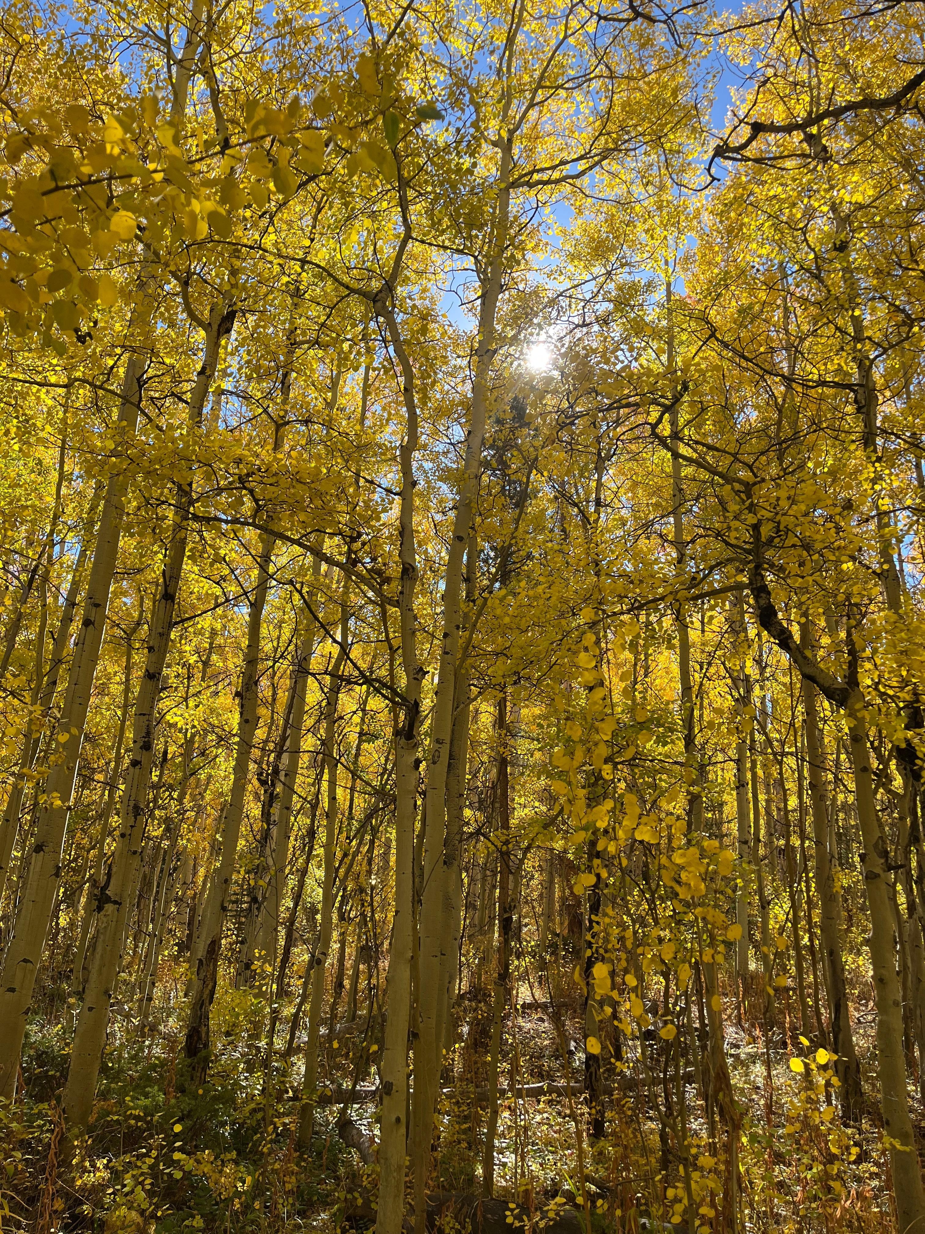 Trail to rainbow lake. Trailhead less than 10 minute walk.