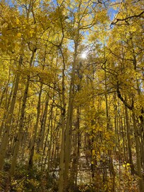 Trail to rainbow lake. Trailhead less than 10 minute walk.