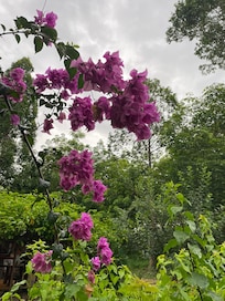 Beautiful garden