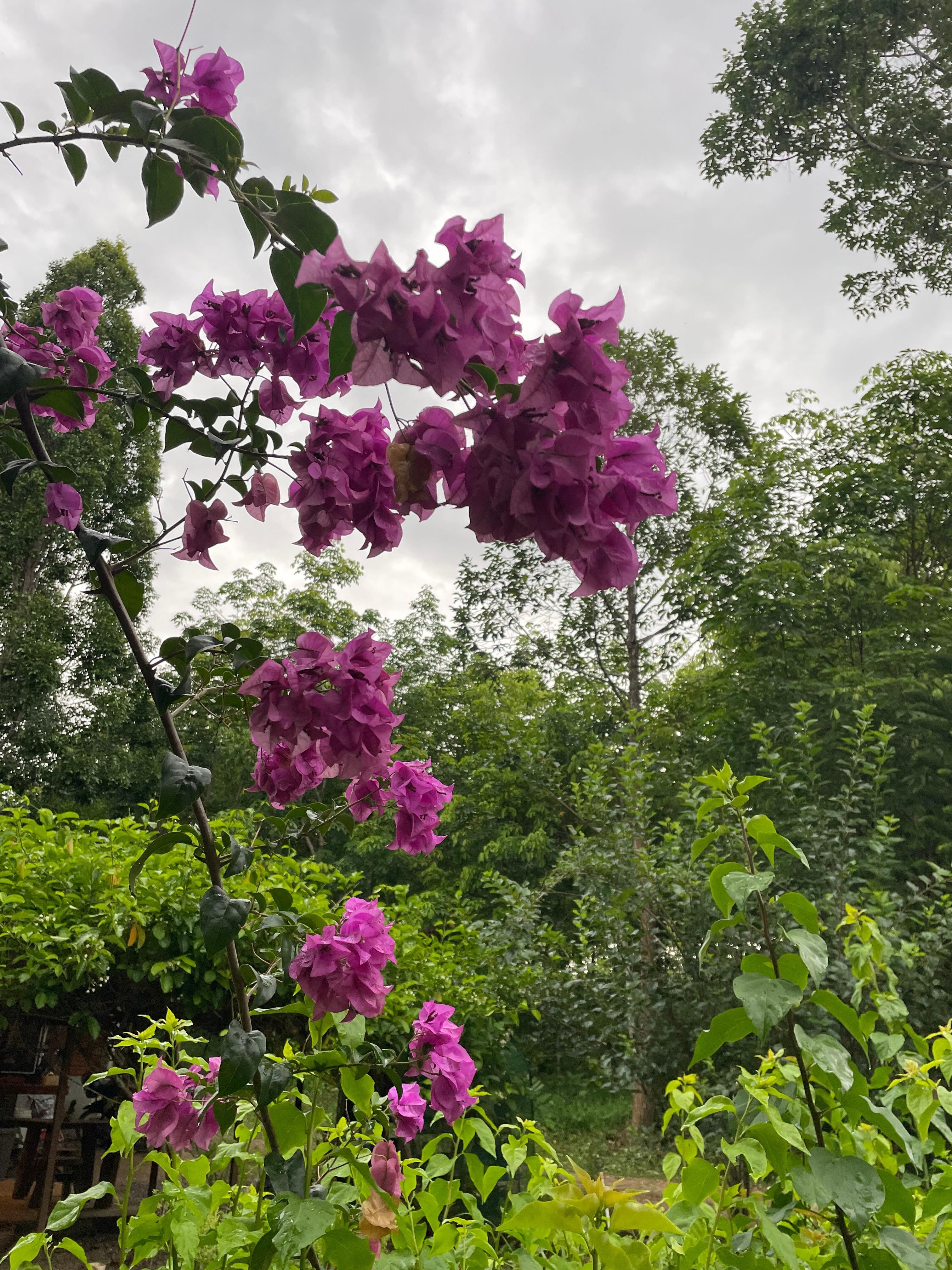 Beautiful garden