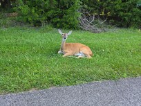 Deer