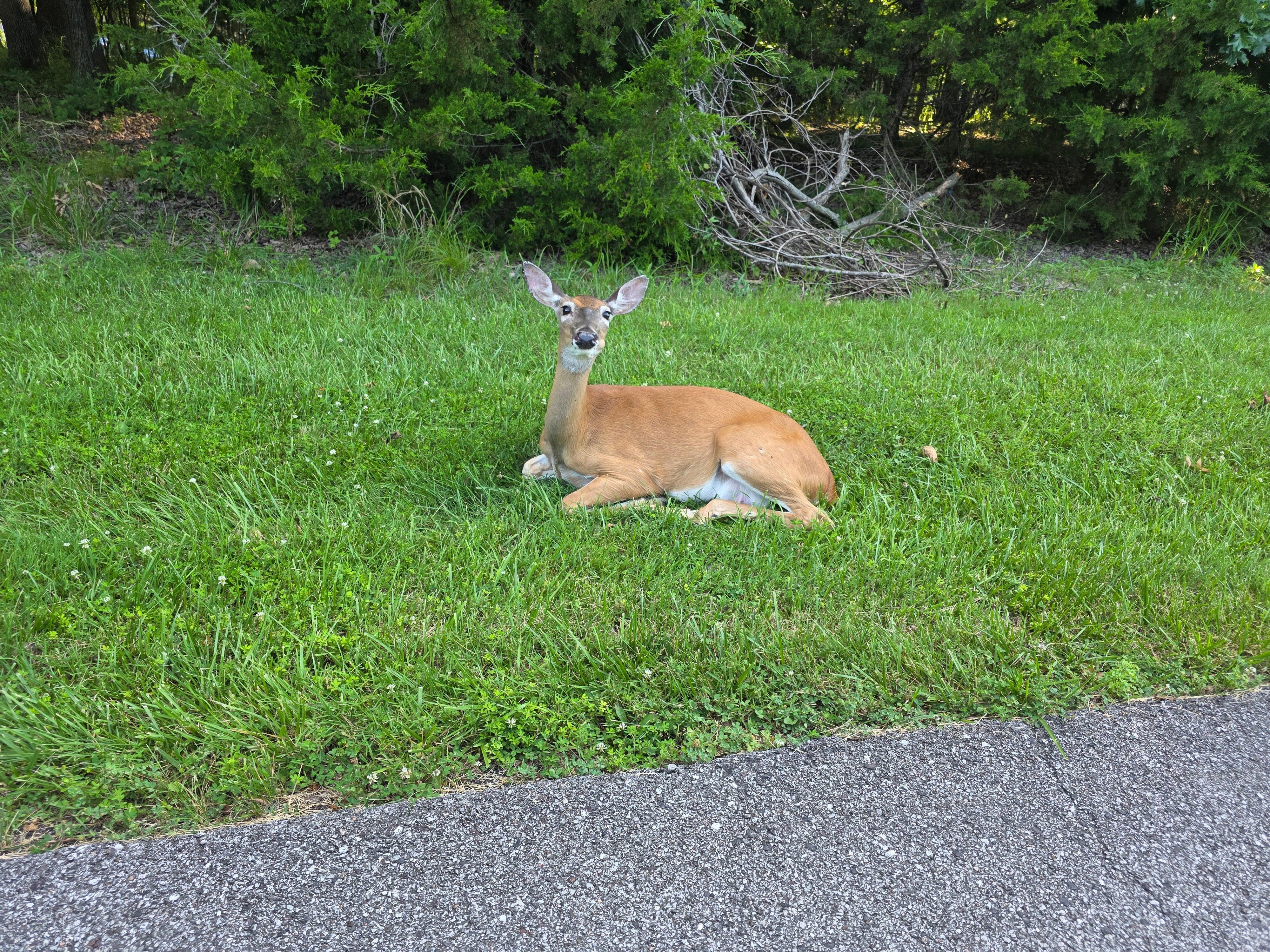 Deer