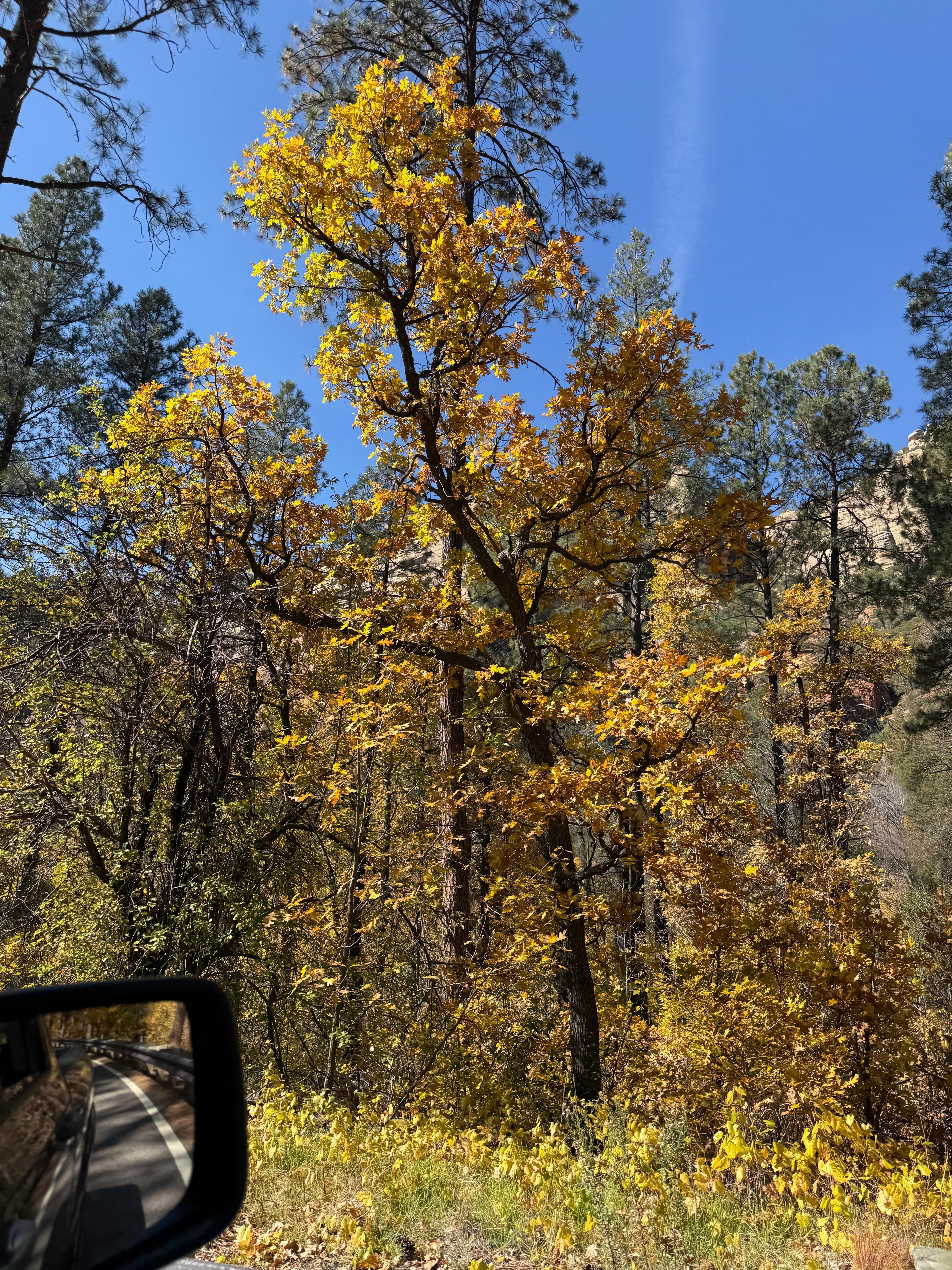 It was so nice to see fall colors!  Not getting those in Phoenix! 