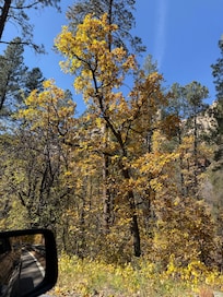 It was so nice to see fall colors! Not getting those in Phoenix!