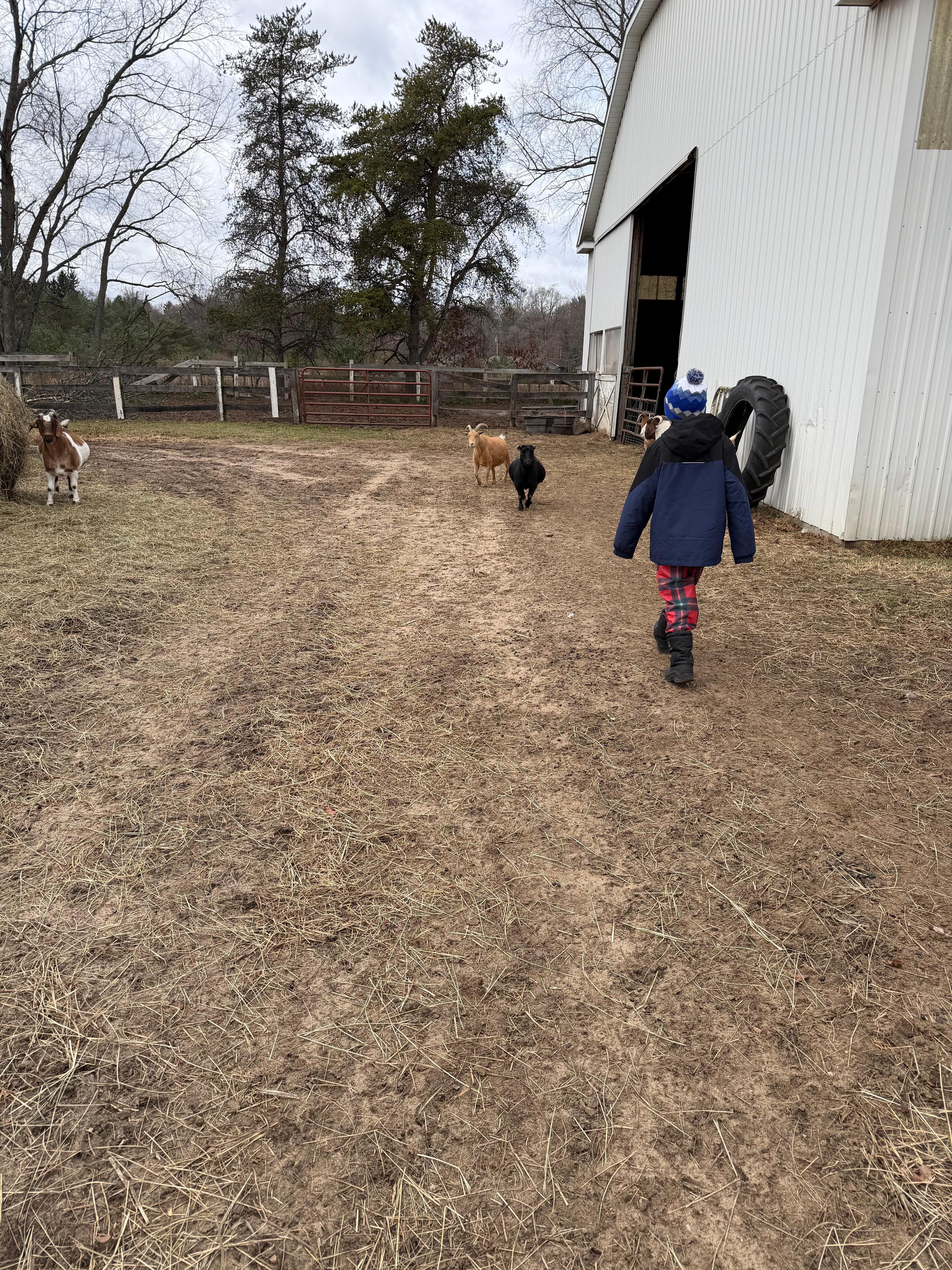 Saying hello to the animals in the morning. 