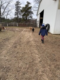 Saying hello to the animals in the morning.