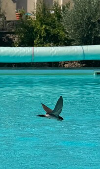 Watching the swifts flying over the pool