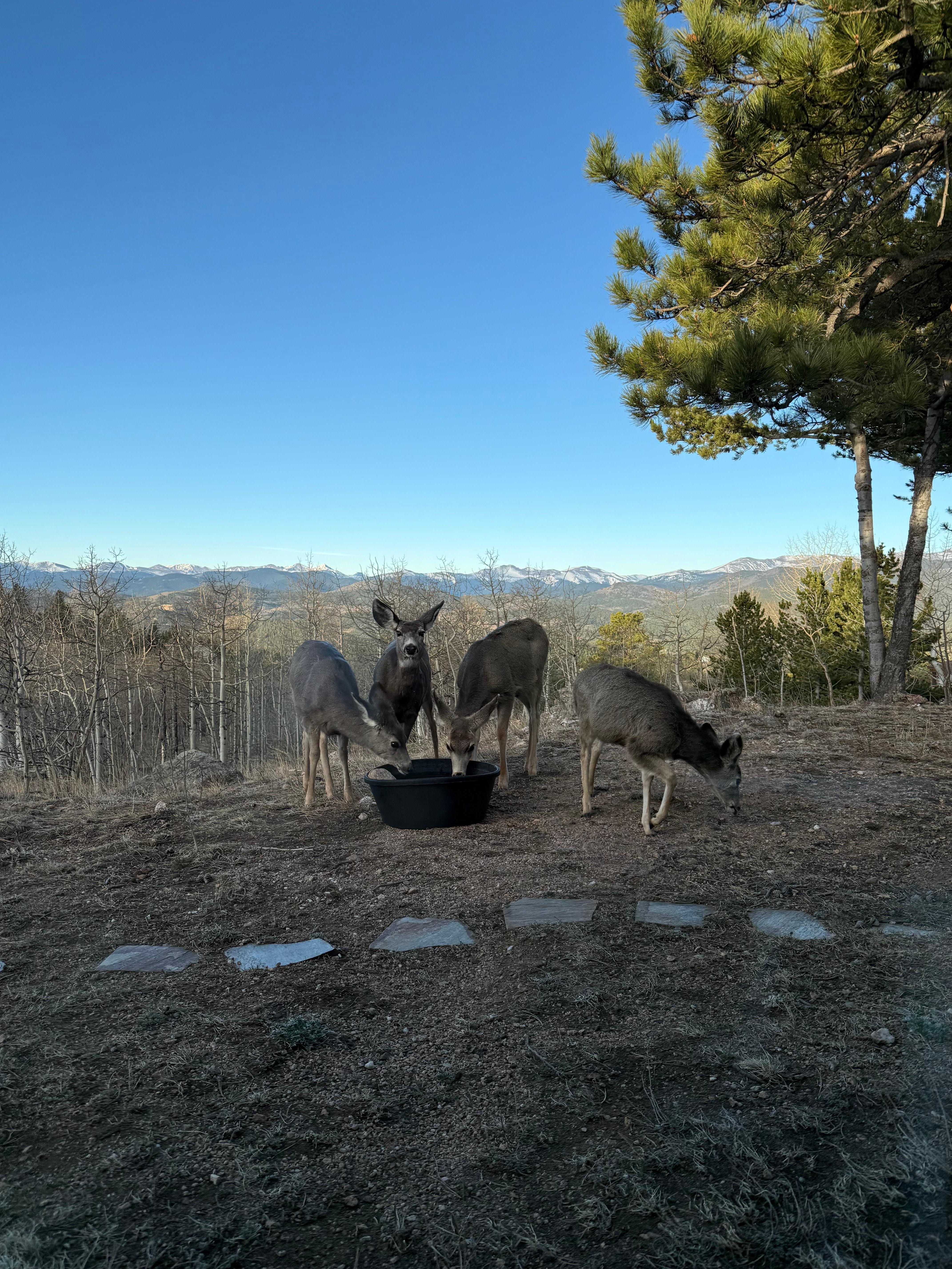 Family of deer that came by for water.