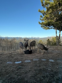 Family of deer that came by for water.
