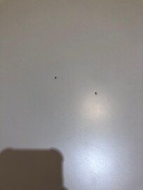 Fourmis