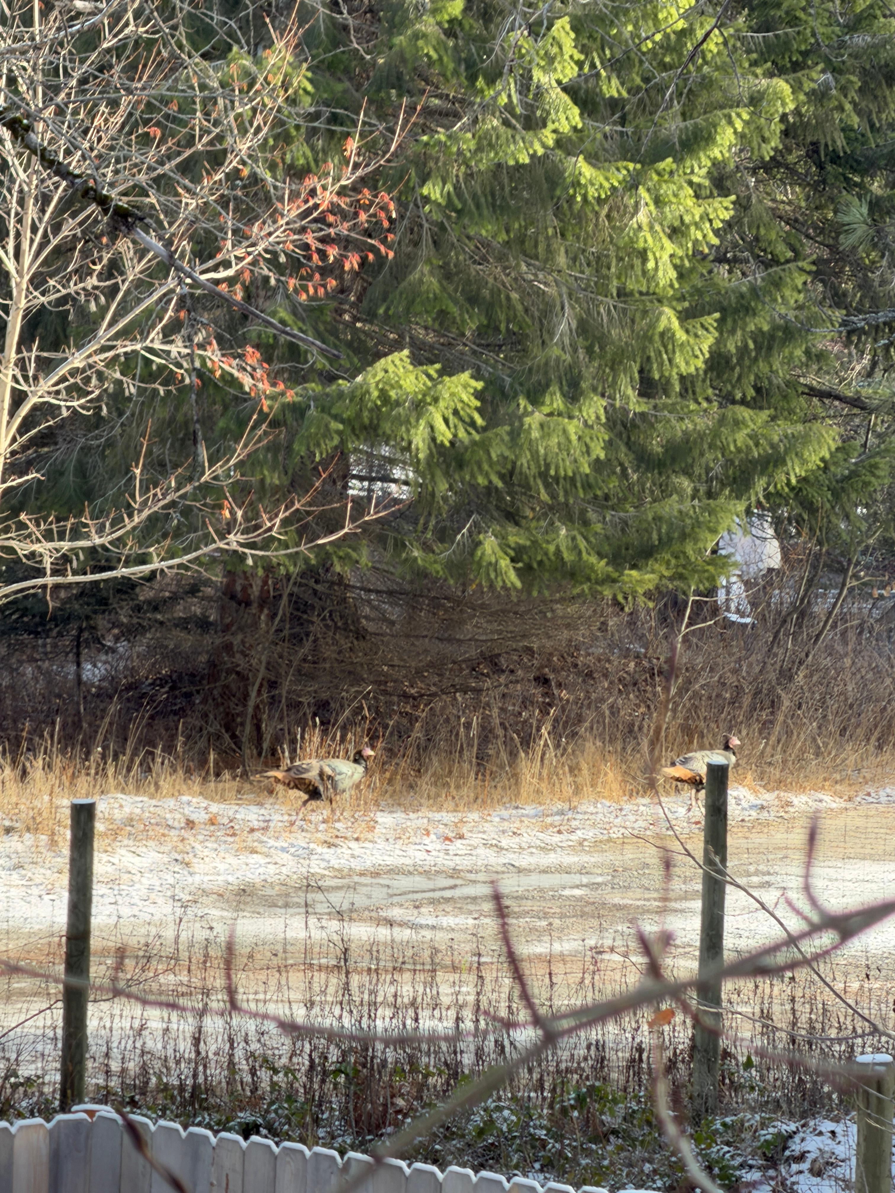 Had a visitor on our front step..Turkeys🤣