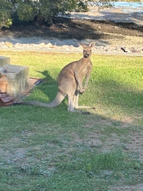 Kangaroo visits in the afternoon.