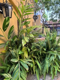The garden next to the staircase that takes you up to the apartment.
