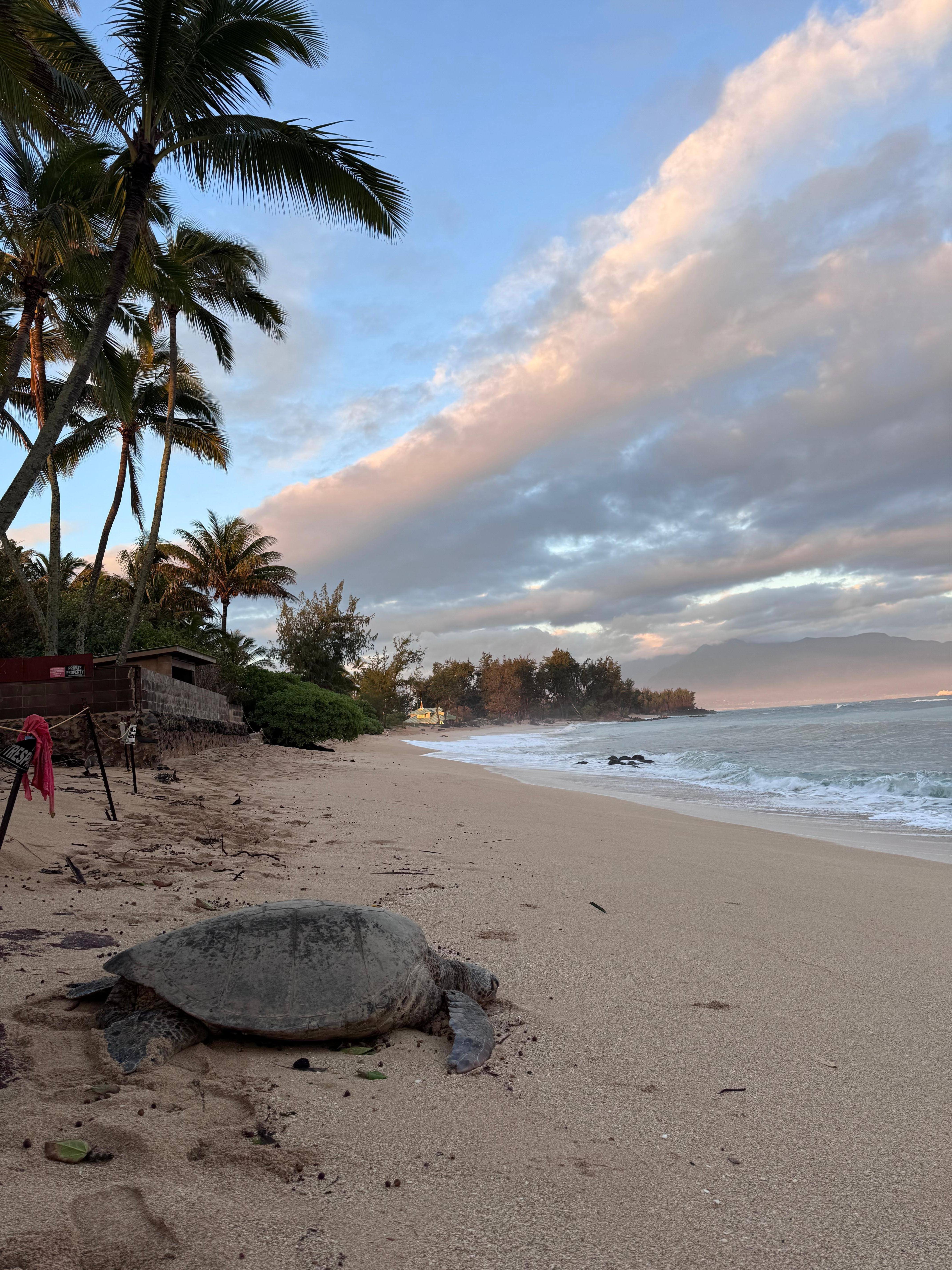 Saw turtles right outside the hotel every day during our stay. 