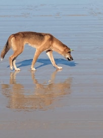 A Fraser dingo