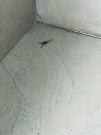 Alacrán en baño