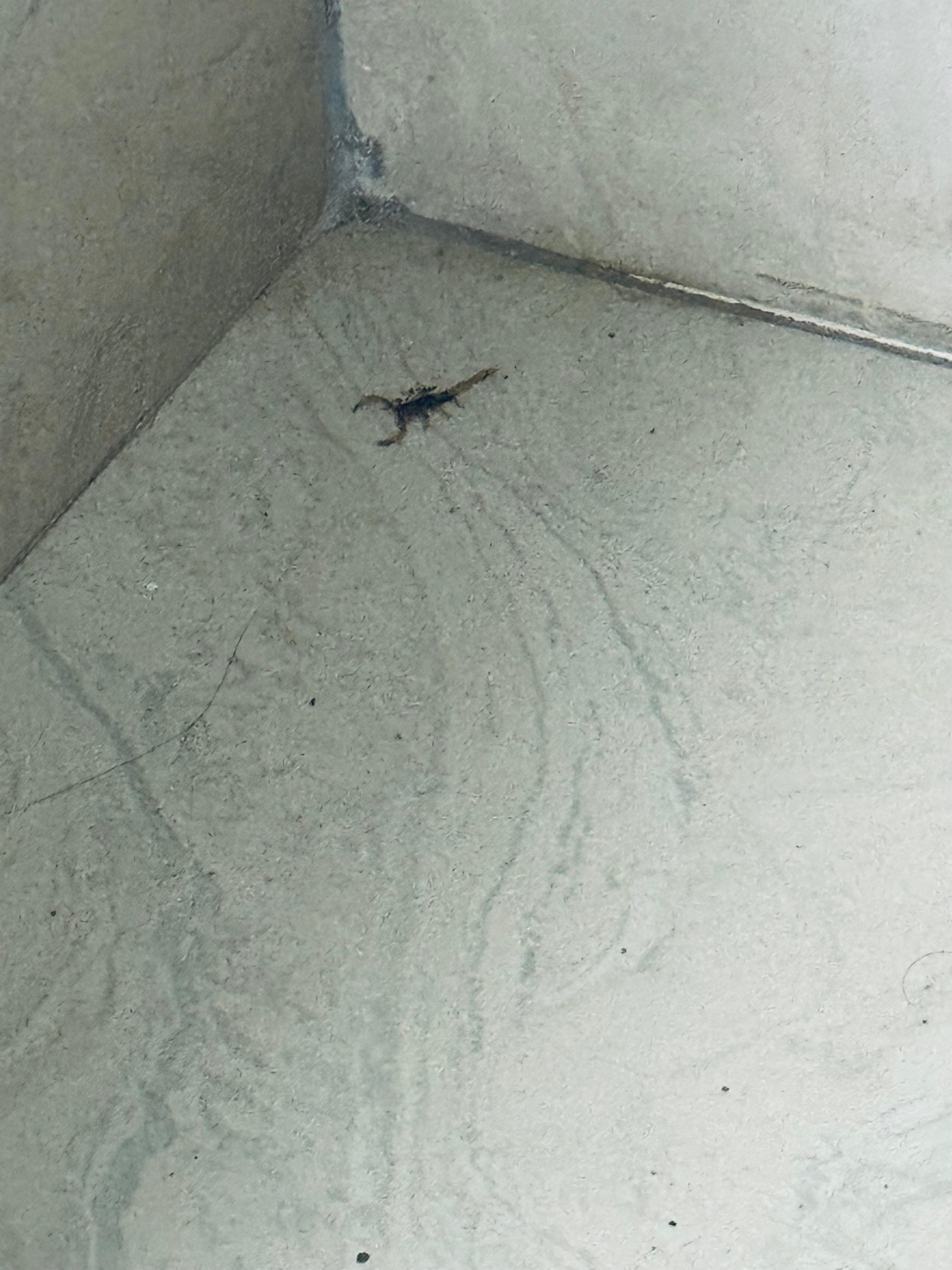Alacrán en baño