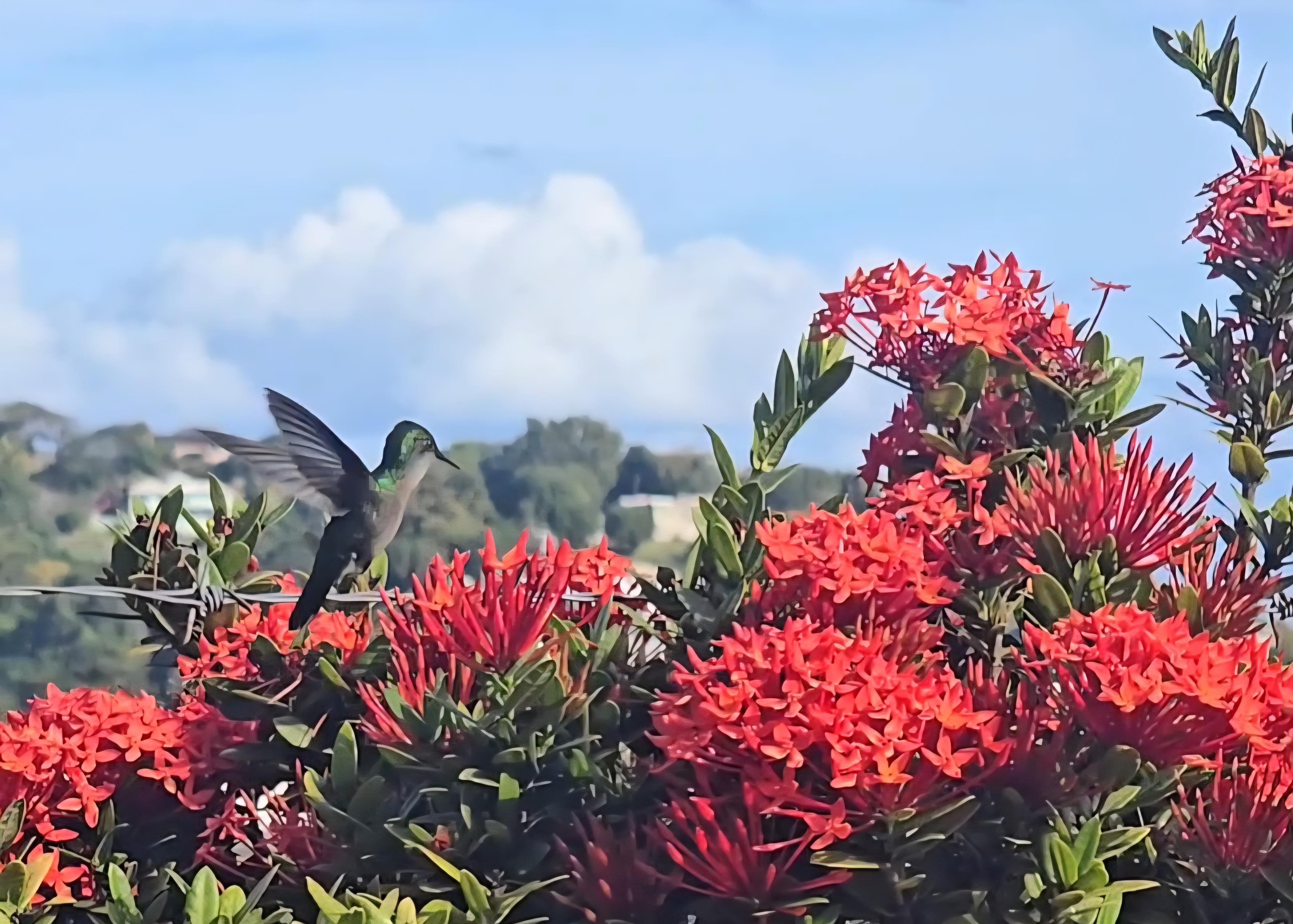 Taken on the grounds of Bayside Villa's property