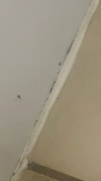 Roach