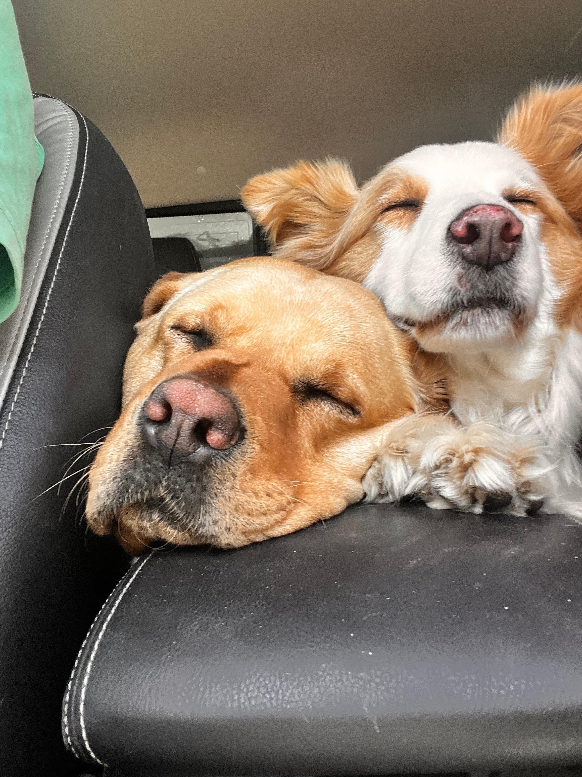 Coming home after their busy week away 