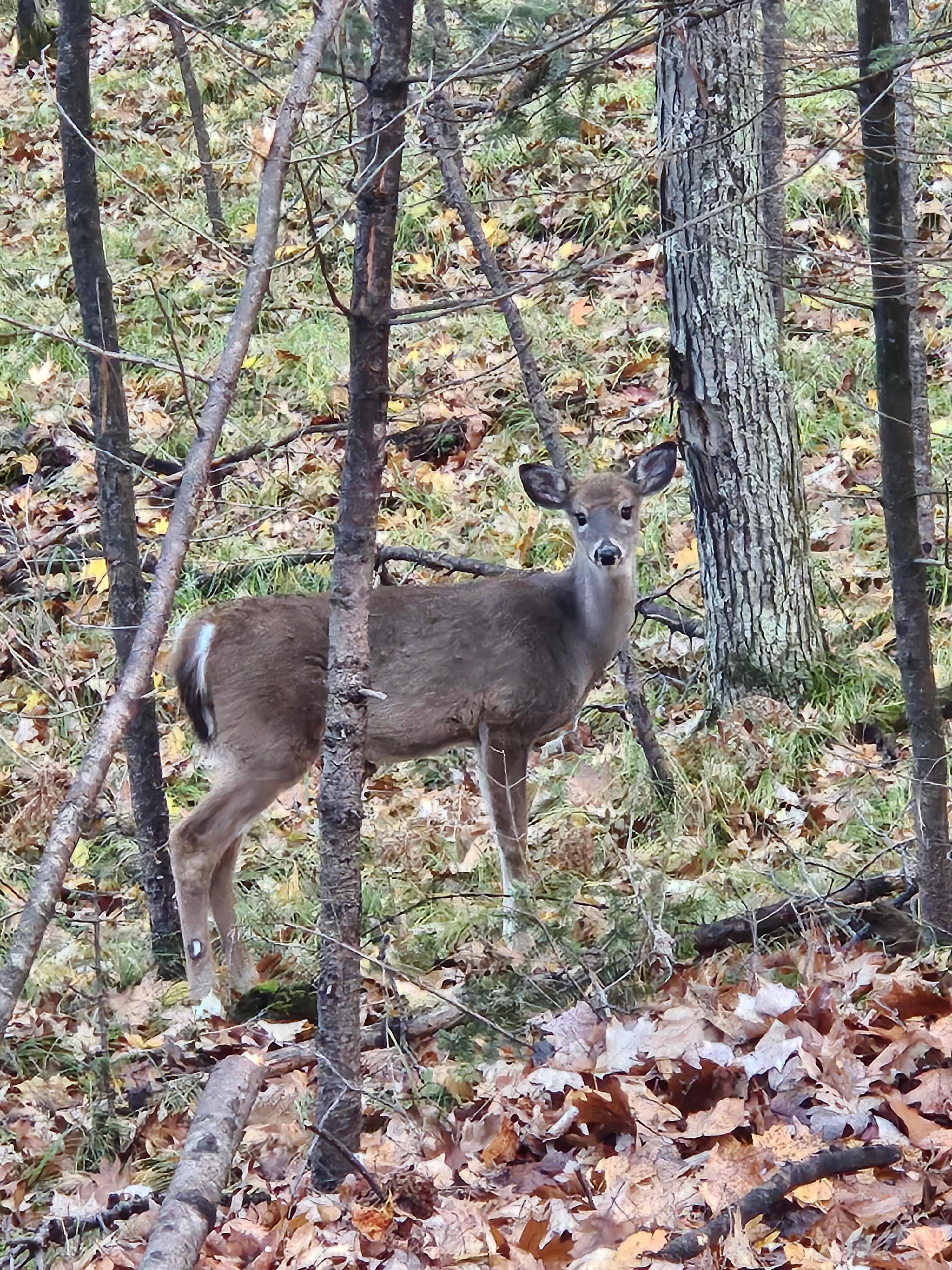 Morning friend made while walking down the driveway.