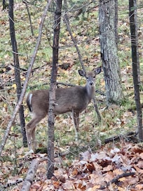 Morning friend made while walking down the driveway.
