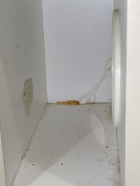 Qtios and dirt in cubbies where towels are kept