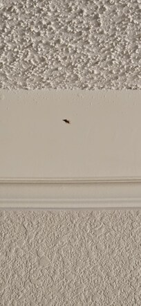 Dead roach near ceiling