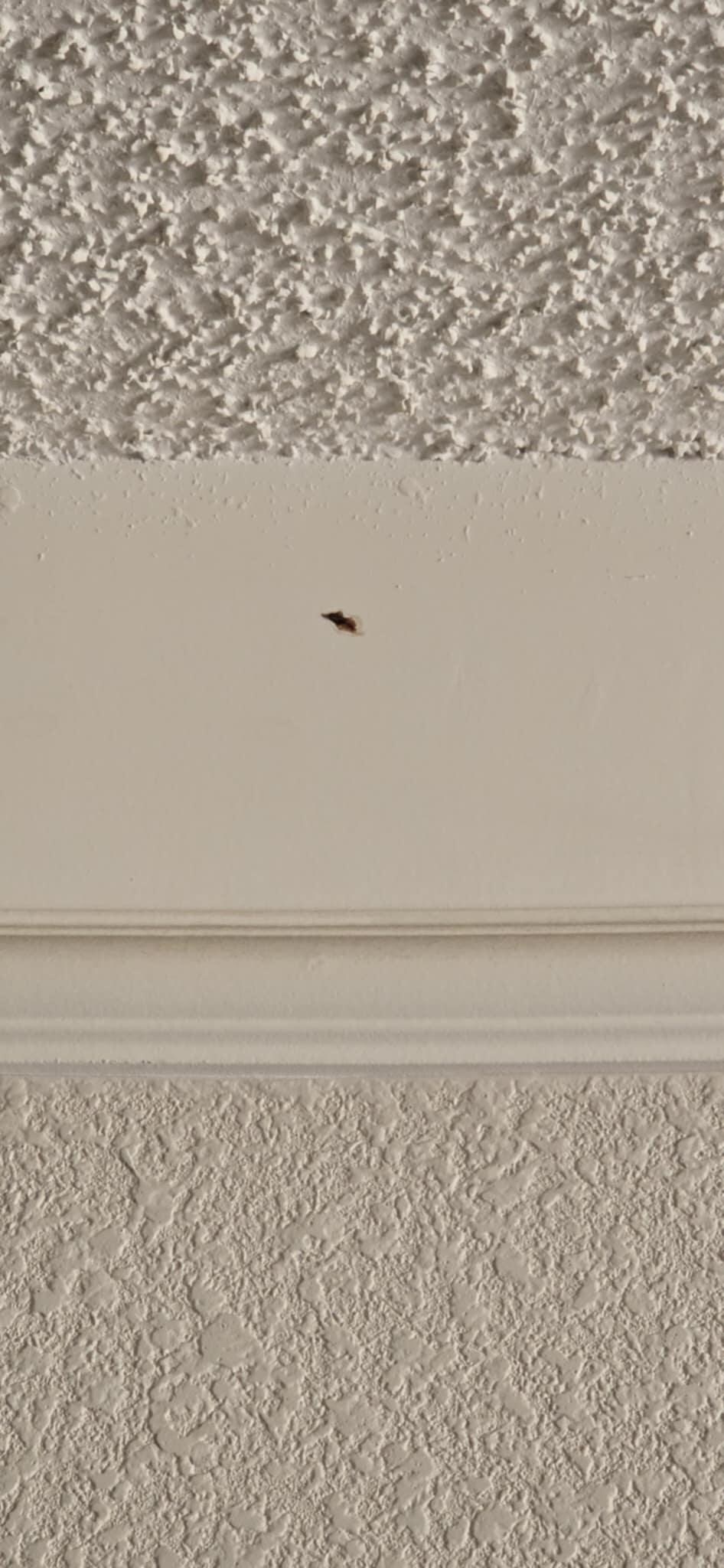 Dead roach near ceiling