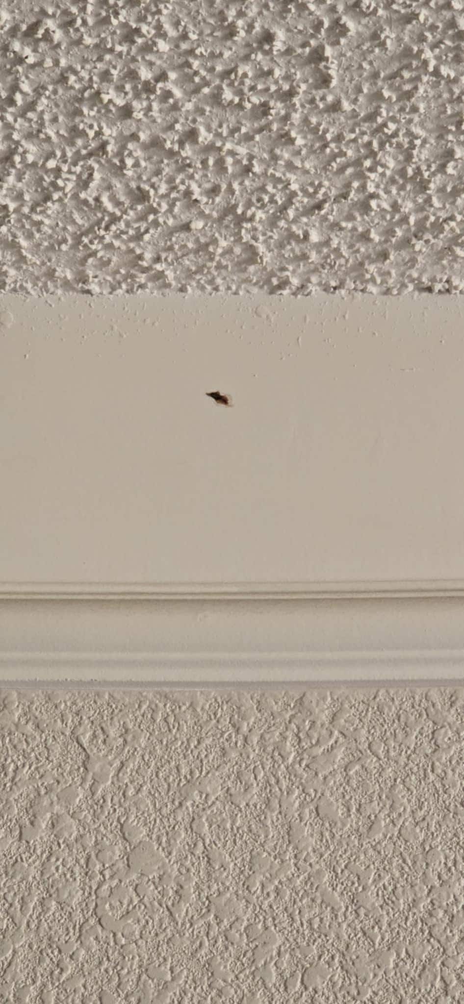 Dead roach near ceiling