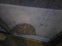 Outside door needed to get swept