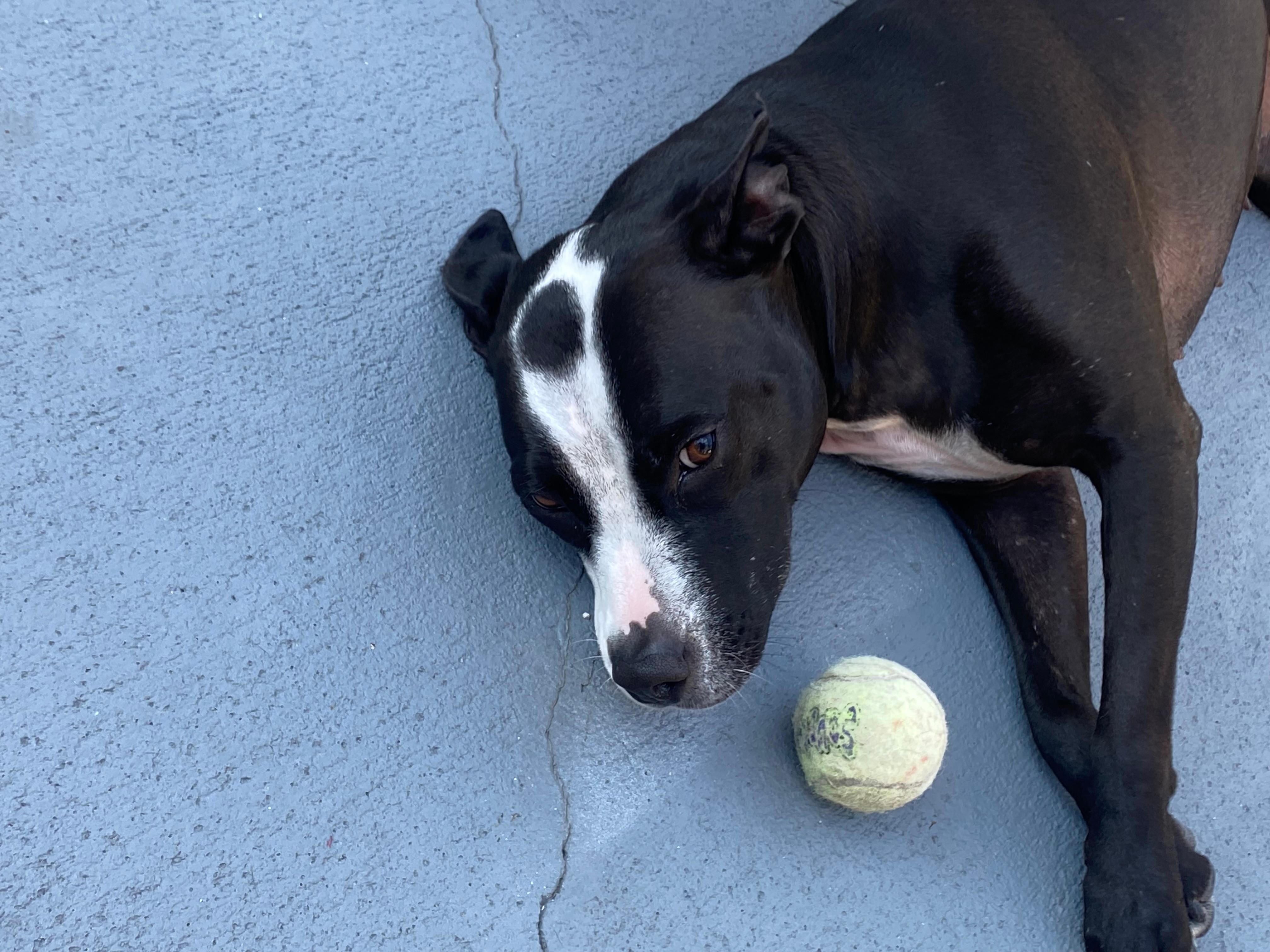 Bella had a good time playing in the backyard thank you 😊 