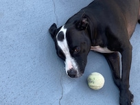 Bella had a good time playing in the backyard thank you 😊