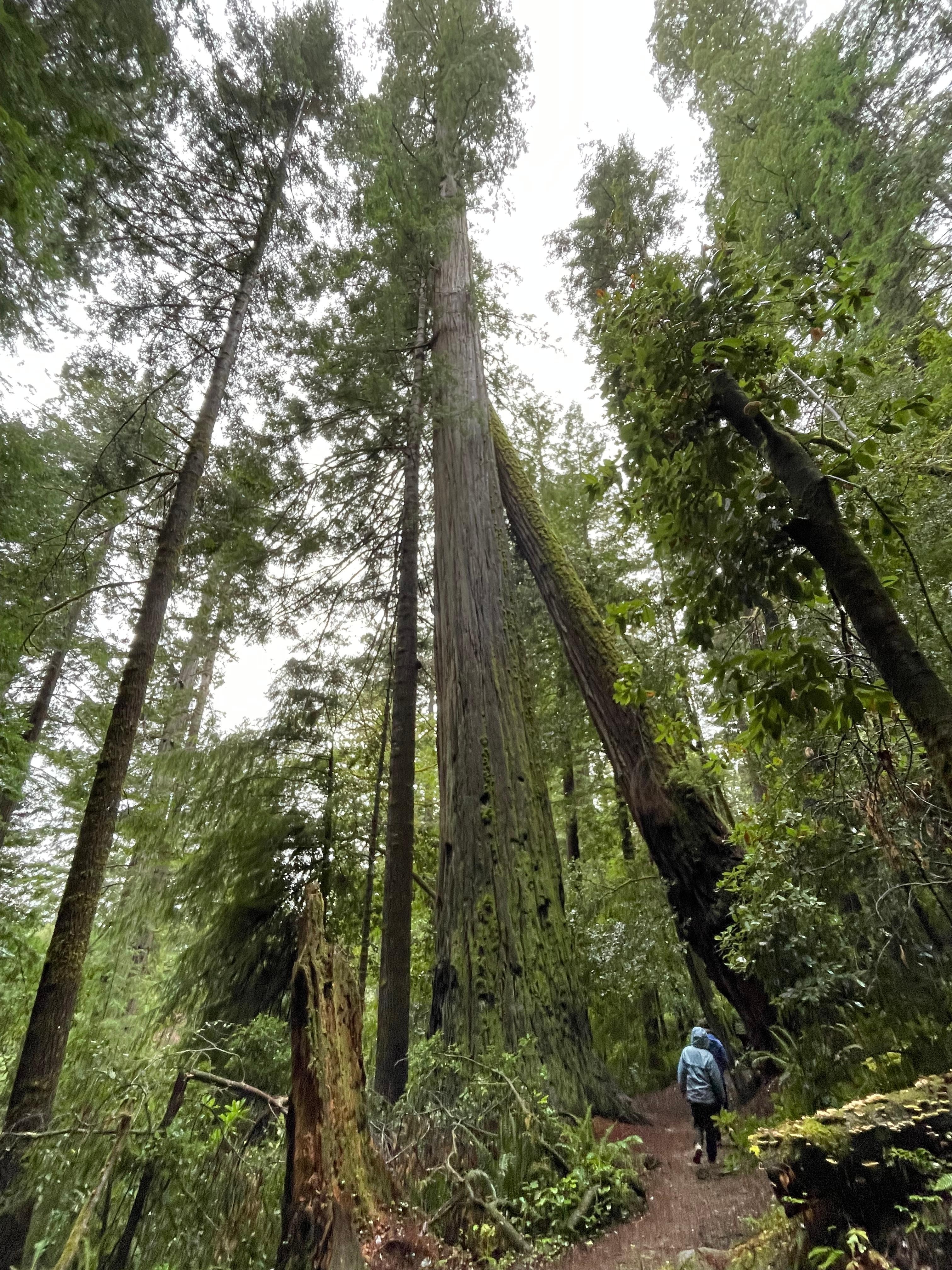 Redwoods at the Tall Trees Grove not far away. 