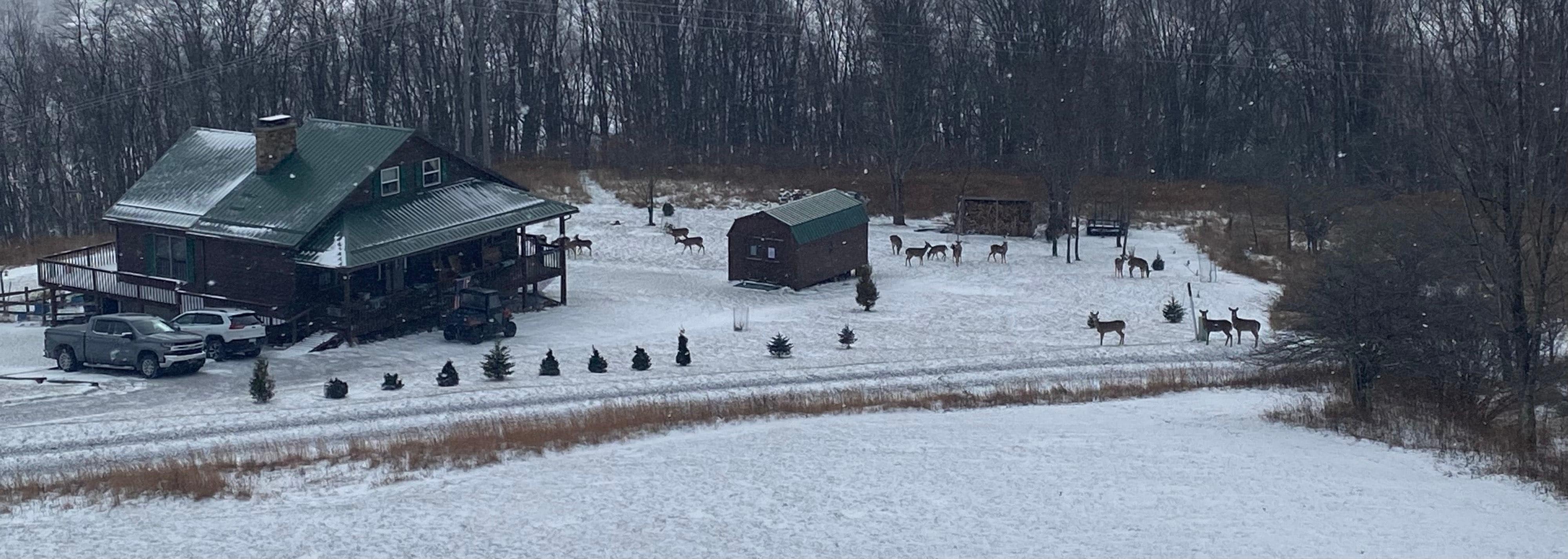 Afternoon of 11/28. Deer were everywhere all weekend. 