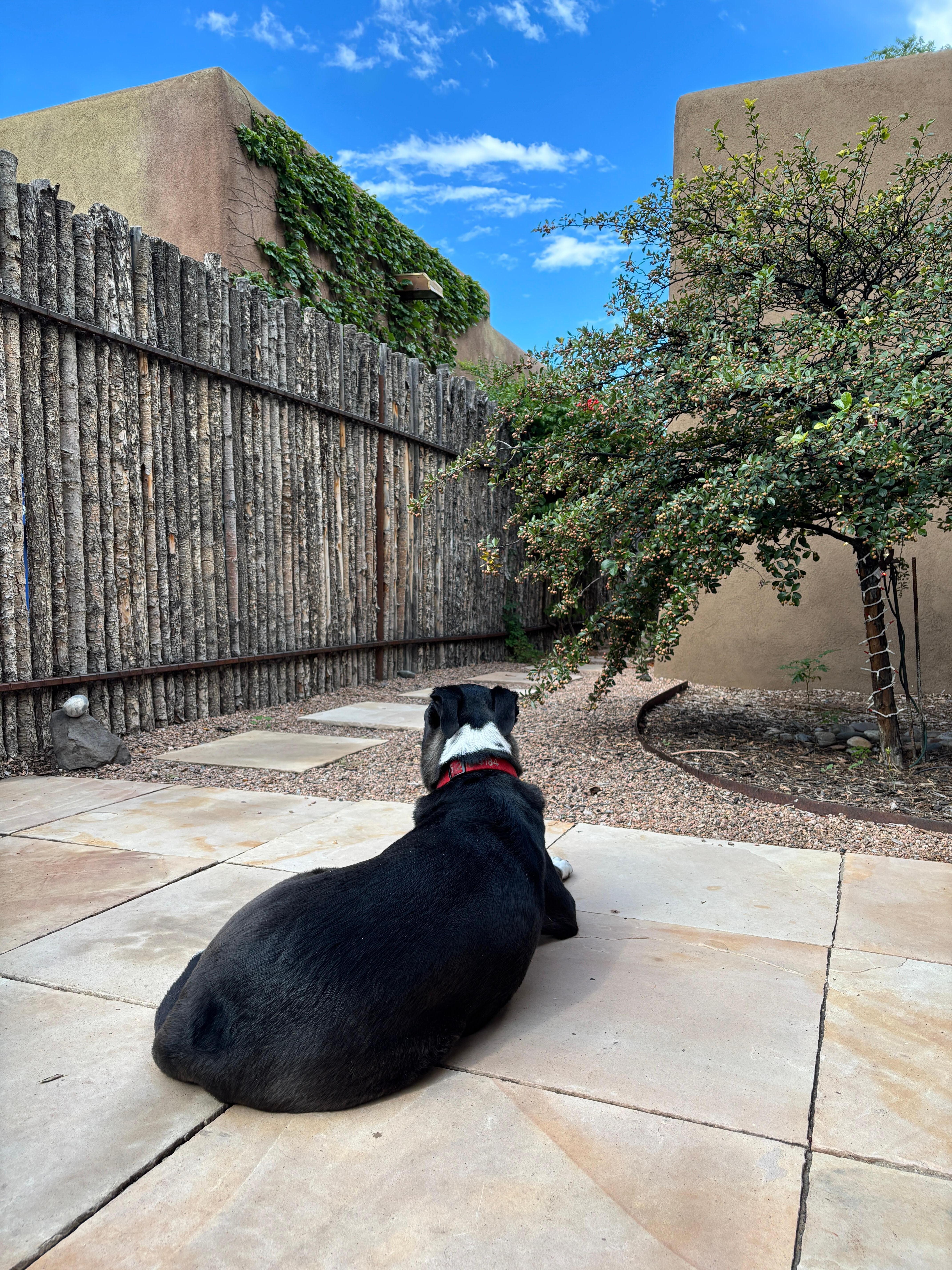 From one end of the L-shaped exterior is a patio table, umbrella and chairs. The other end, around the corner, features comfortable, shaded seating. Our dog had a good time too. 