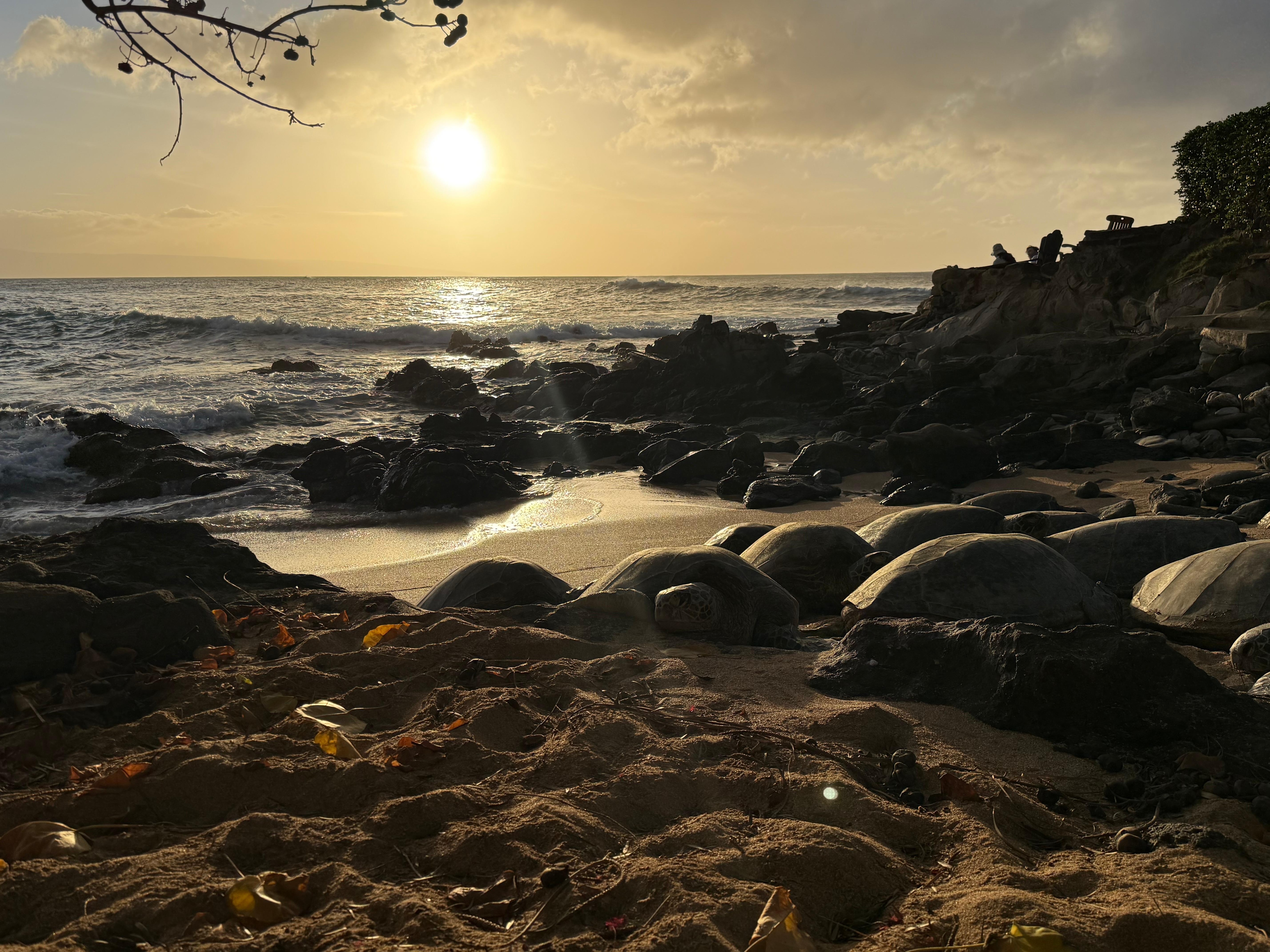 Nightly sunset & turtles