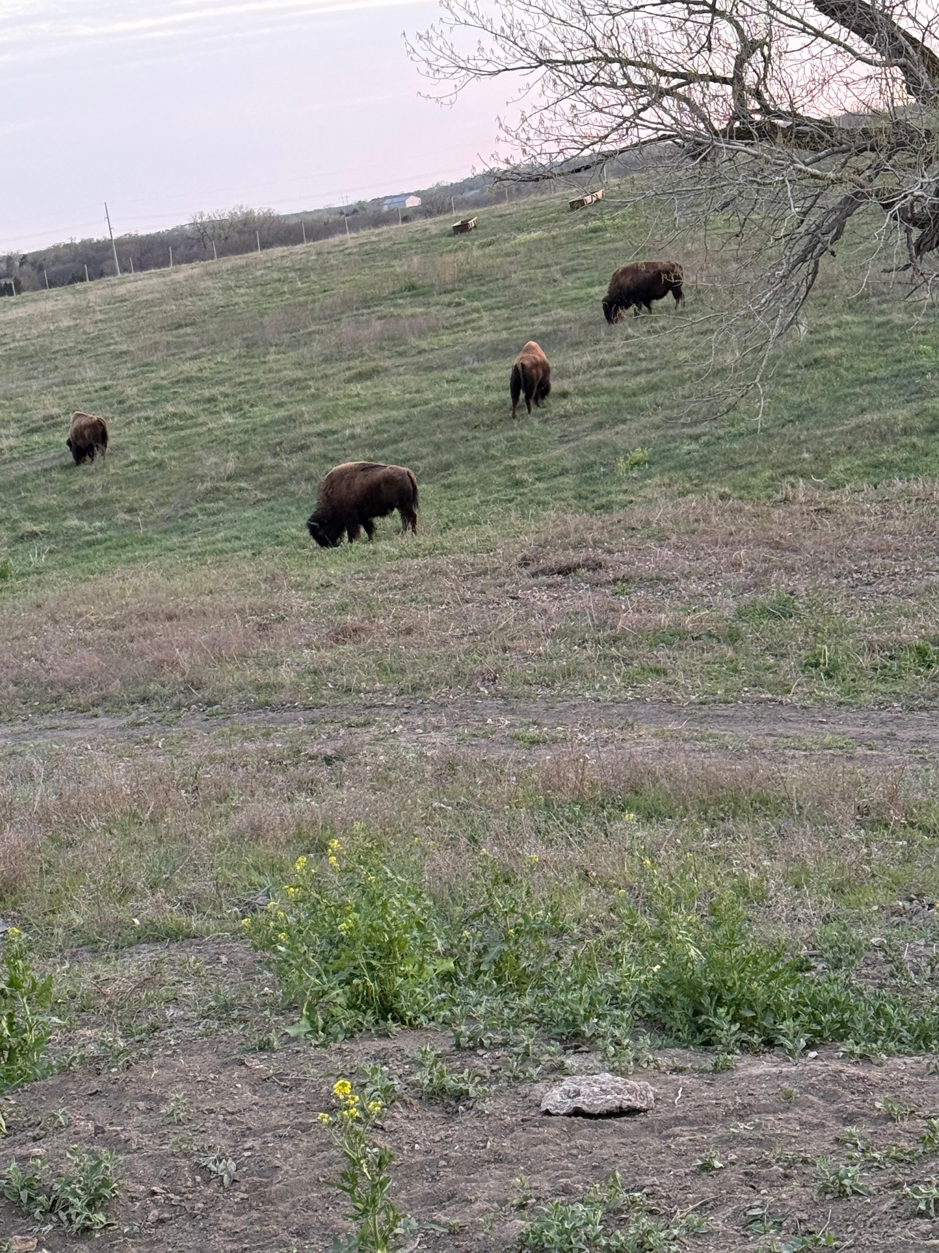 Pioneers Park with Buffalo nearby!